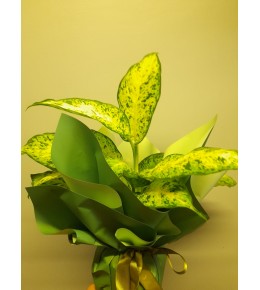 Dieffenbachia Camilla